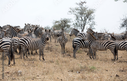 A heard of Zebra (Equus quagga) in the later afternoon. Tanzania. 