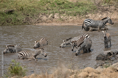 A heard of Zebra (Equus quagga) in the later afternoon in a river, Tanzania.