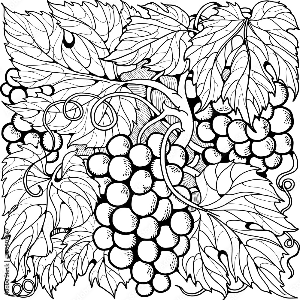 Bunch of grapes.Coloring page. Line art drawing Stock Vector Adobe Stock