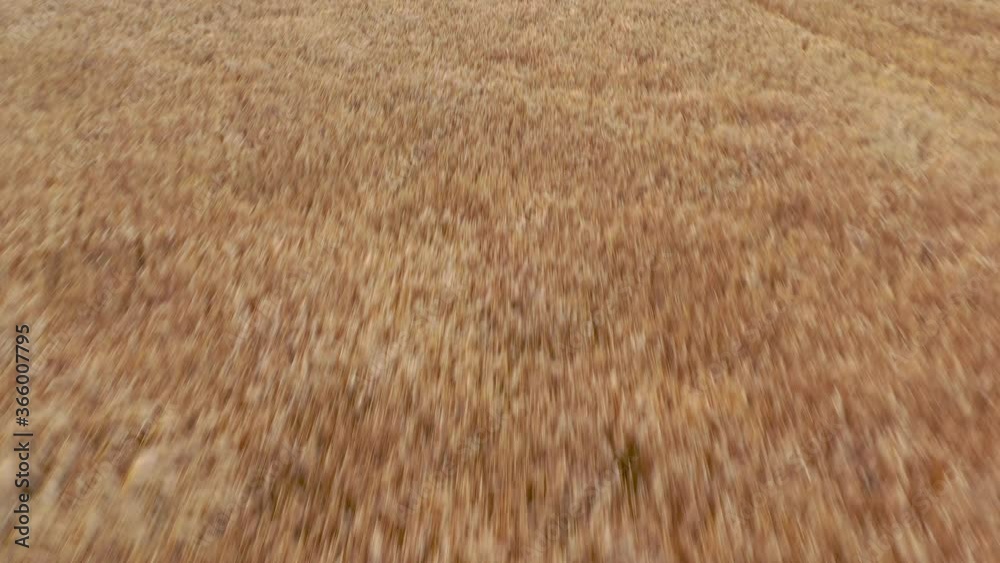 Ripe wheat field. Drone flying over wheat field in the countryside. Harvesting concept. Ripe wheat field. Drone flying over wheat field in the countryside. Harvesting concept.