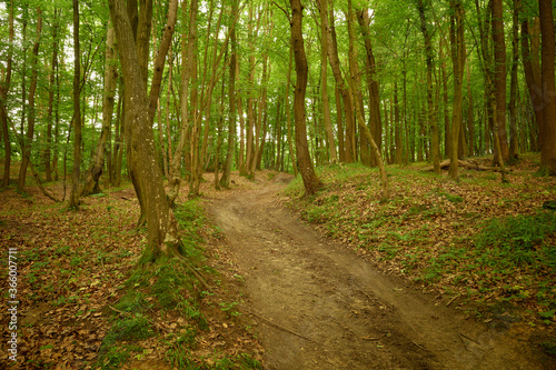 Deserted forest path in the Briukhovychi woodland, Roztocze