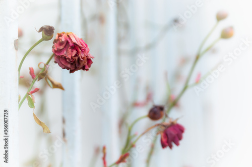 Tableau sur toile Welke Rosen, verwelkte Rosen