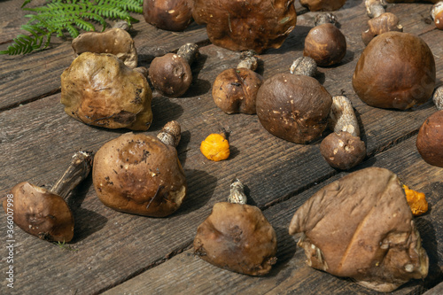 mushrooms on a wooden background. View from above