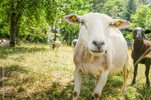 sheep in the green meadow photo