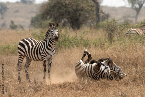A heard of Zebra (Equus quagga) in the later afternoon rolling in the red dirt of Tanzania.. 