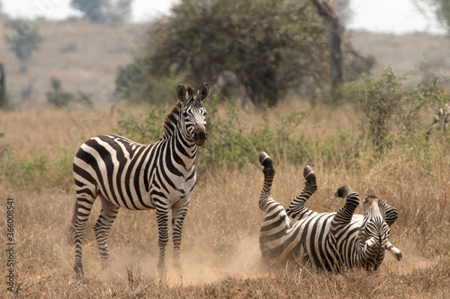 A heard of Zebra  Equus quagga  in the later afternoon rolling in the red dirt of Tanzania..  