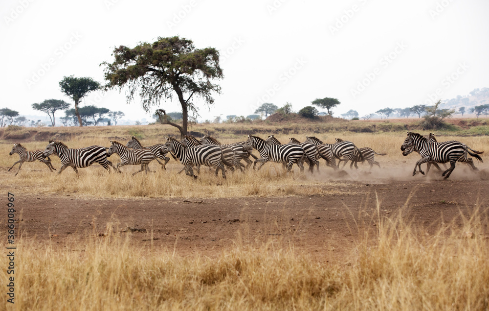 A heard of Zebra (Equus quagga) in the later afternoon. Tanzania.
A heard of Zebra (Equus quagga) in the later afternoon. Tanzania.
