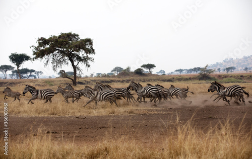 A heard of Zebra  Equus quagga  in the later afternoon. Tanzania.  