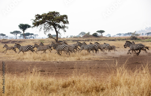 Fototapeta Naklejka Na Ścianę i Meble -  A heard of Zebra (Equus quagga) in the later afternoon. Tanzania.	
