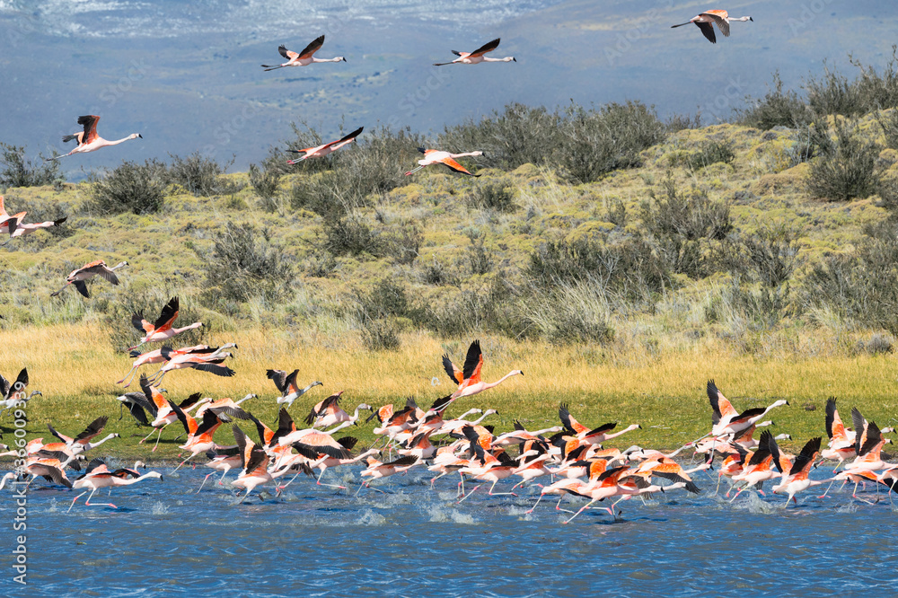 Chilean Flamingos taking off (Phoenicopterus chilensis), Torres del Paine National Park, Chilean Patagonia, Chile