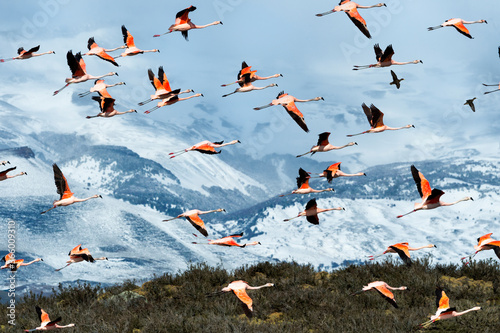 Photography Flock of Chilean Flamingos (Phoenicopterus chilensis), Torres del Paine National