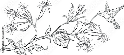 Outline branch with  flowers and flying hummingbird. Vector coloring page