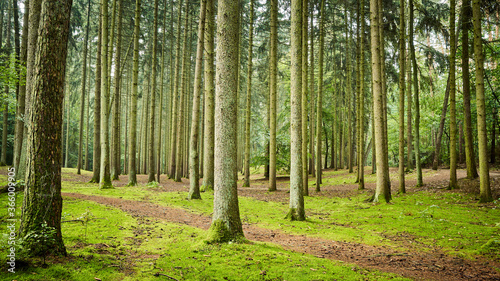 Panoramic view of a forest path in early the morning.