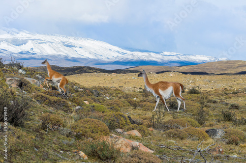 Group of Guanacos (Lama guanicoe) in the steppe, Torres del Paine National Park, Chilean Patagonia, Chile