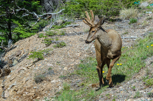 Male South Andean Deer  Hippocamelus bisulcus   Aysen Region  Patagonia  Chile