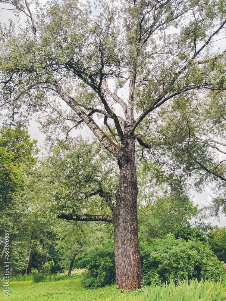 Big beautiful green tree in the forest. Silver poplar. Big beautiful green tree in the forest. Silver poplar.