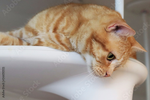 下に興味を示す猫アメリカンショートヘア Cat American Shorthair showing interest below.