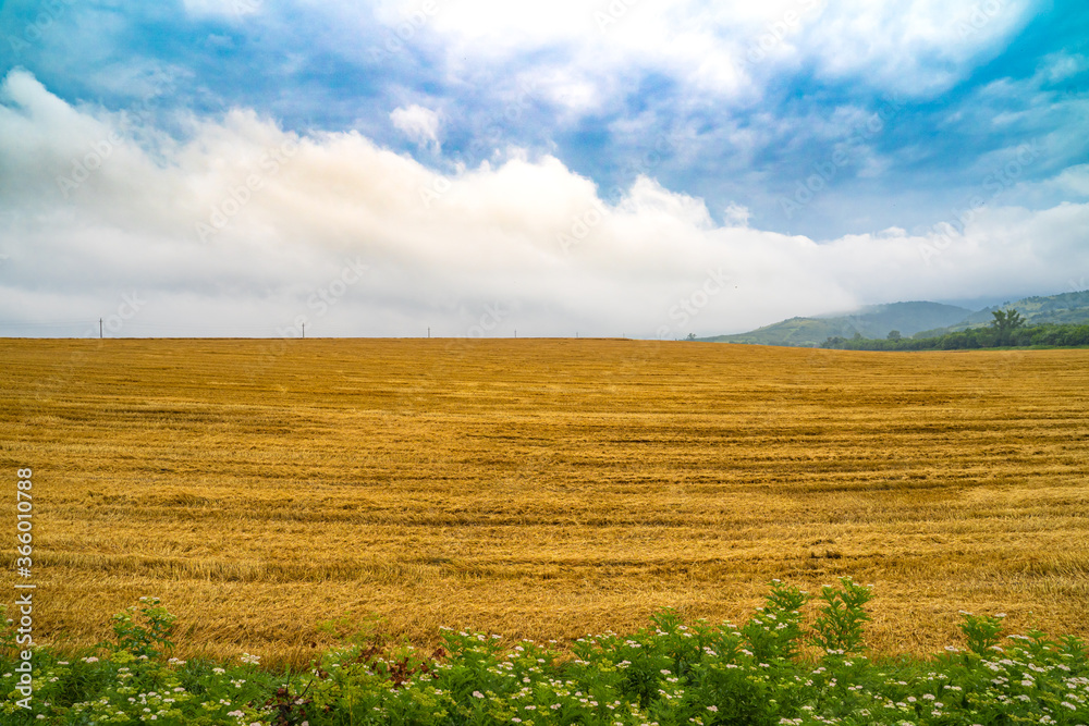 Golden crop field in the mountains. Beautiful clouds and misty hills in the distance. Harvested golden/yellow wheat field in the front.