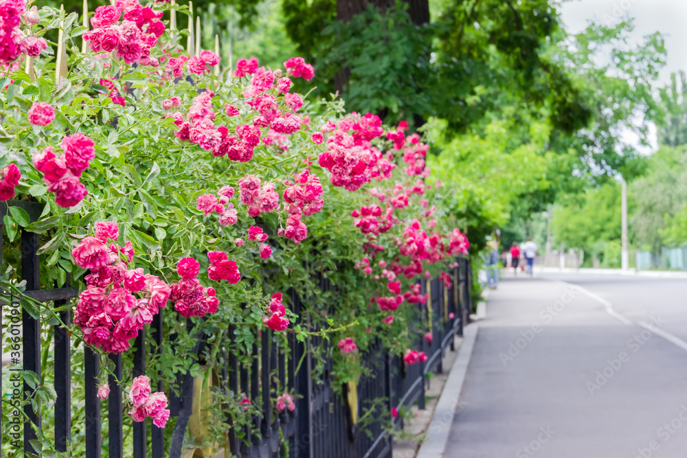 Rose bushes hedges next to iron fence along the street