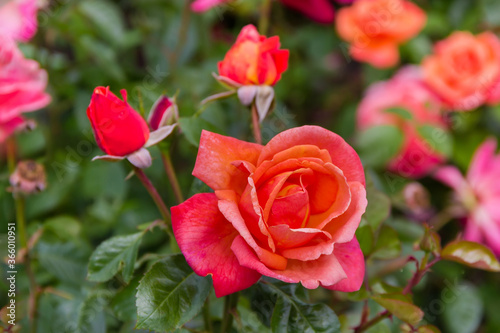 Flower of red garden rose on bush close-up