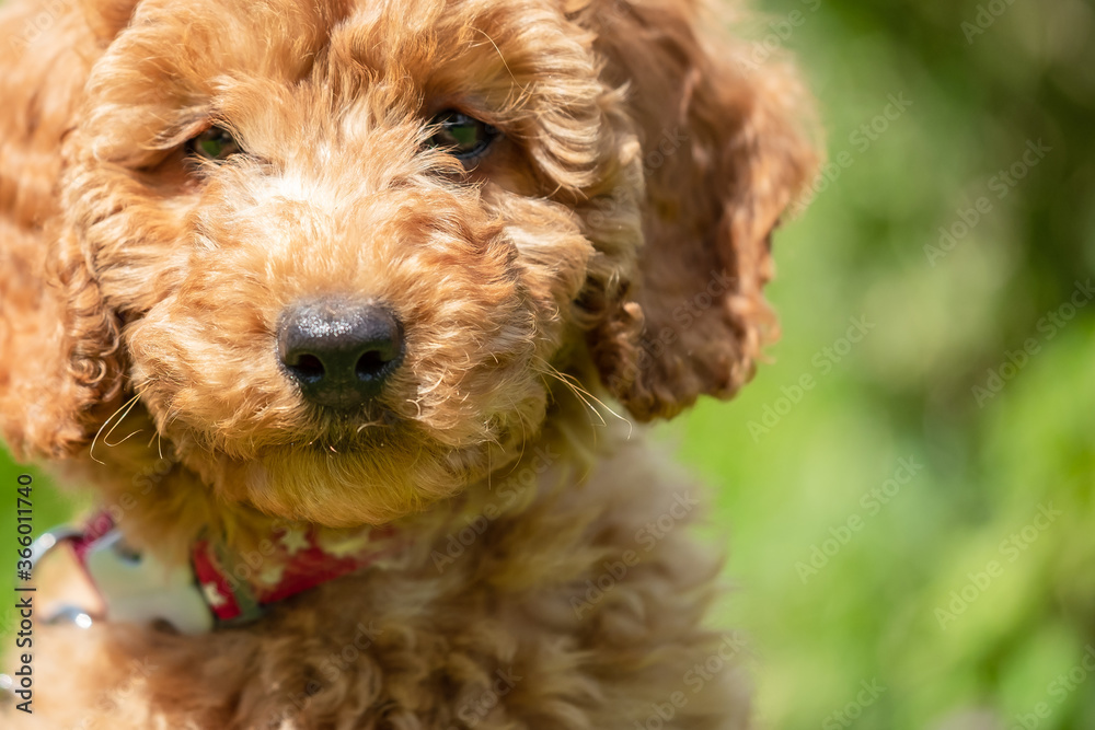 Adorable mini poodle puppy seen close-up in with part of her garden as a backdrop.