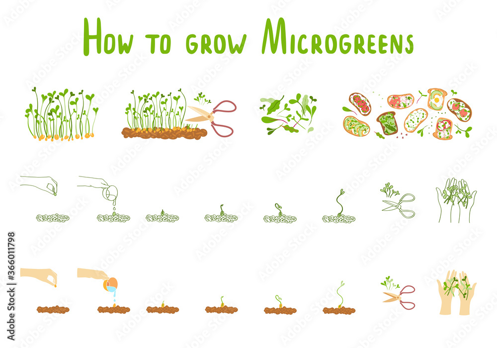 Microgreens. Germination microgreen. Healthly food