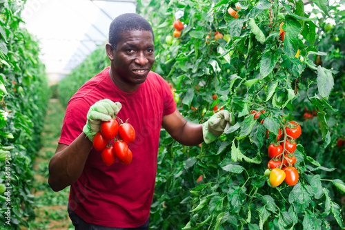 Positive african american man harvesting ripe red tomatoes in greenhouse © JackF