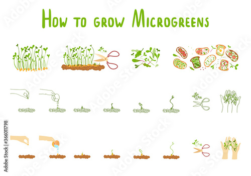 Microgreens. Germination microgreen. Healthly food photo