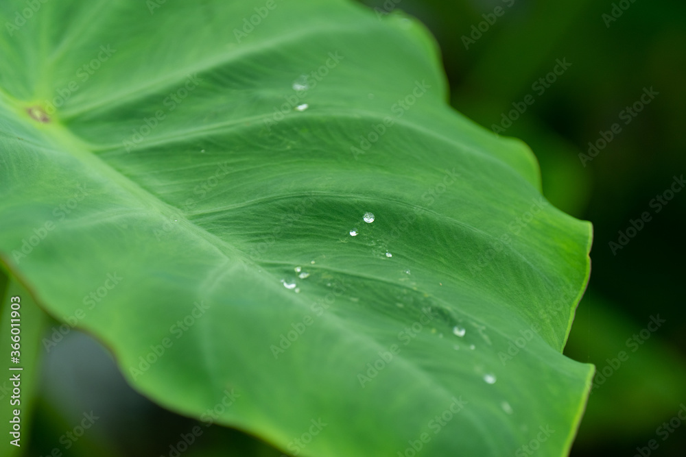 水滴をはじく葉っぱ