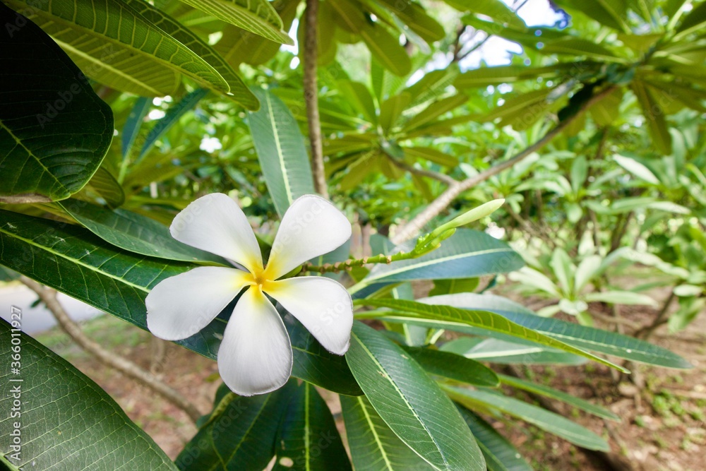 Fototapeta premium tropical flower plumeria