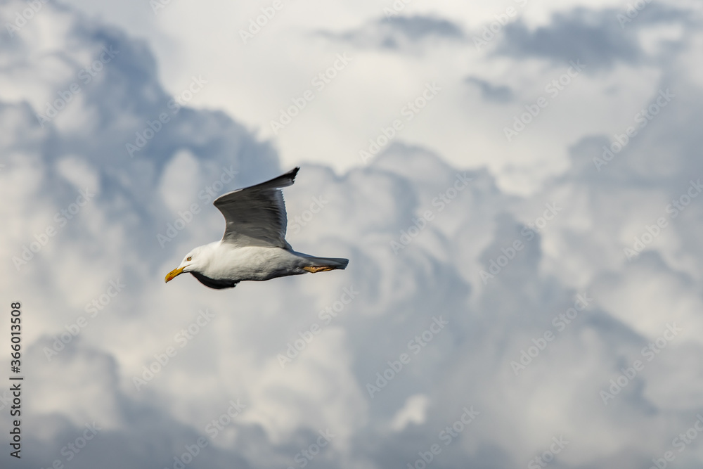 Obraz premium A seagull flying against a blue sky in summer .