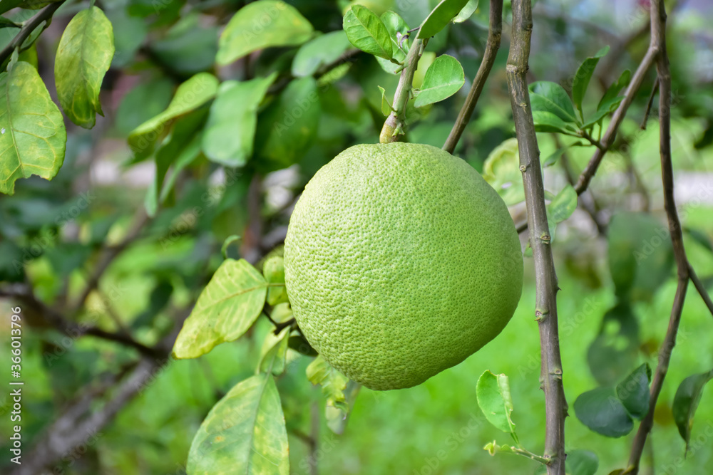 Pomelo hanging on its branches and tree.