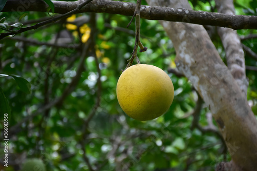 Pomelo hanging on its branches and tree.