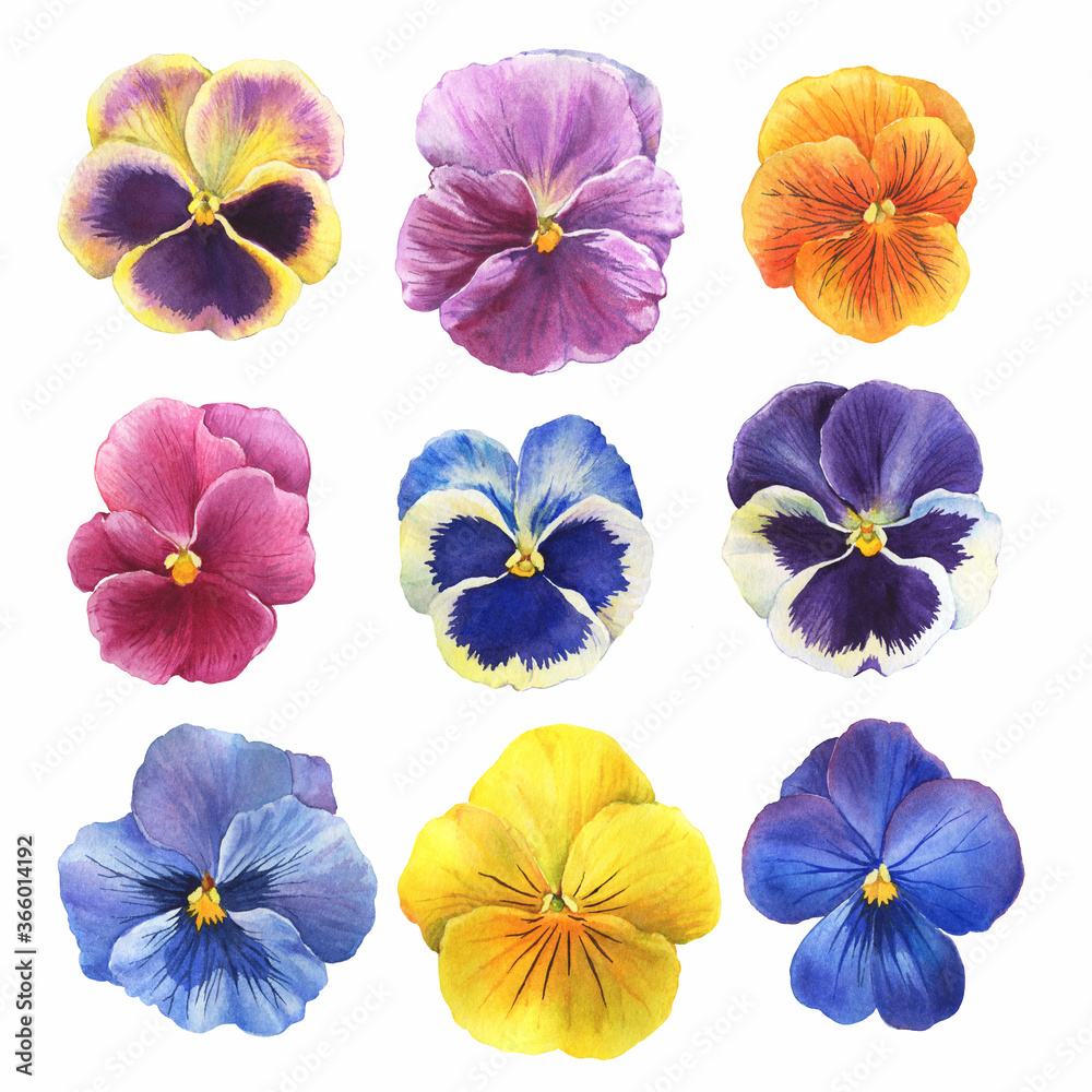 Set of the blue garden tricolor pansy flower (Viola tricolor, viola arvensis, heartsease, violet, kiss-me-quick) Hand drawn botanical watercolor painting illustration isolated on white background Set of the blue garden tricolor pansy flower (Viola tricolor, viola arvensis, heartsease, violet, kiss-me-quick) Hand drawn botanical watercolor painting illustration isolated on white background
