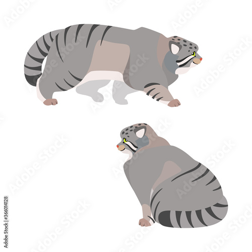 Manul or Pallas cat. Illustration of a walking manul and a sitting manul drawn in a flat style. Isolated objects on a white background. Vector 8 EPS.
