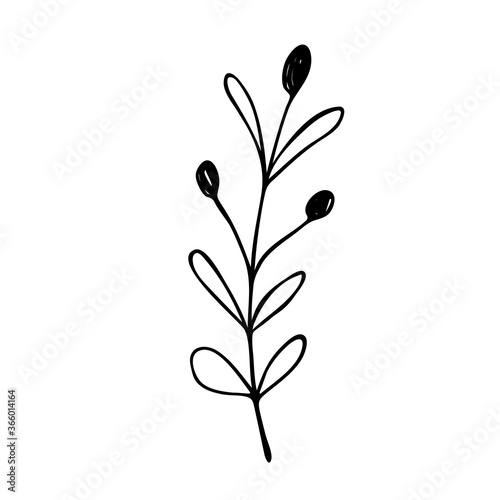 Hand drawn abstract floral sprig silhouette. Black and white outline vector illustration. Decorative branches. Spring and summer leaf icon. Doodle style.