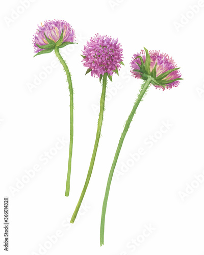 Photography Closeup of a branch of the sweet Scabiosa flowers ( Scabiosa atropurpurea, mourning bride, Egyptian rose, mournful widow)
