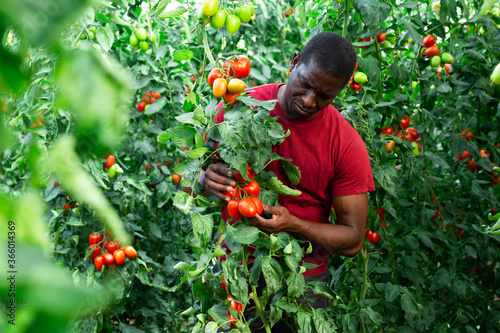 Focused african american horticulturist working in farm glasshouse, harvesting fresh red tomatoes. Growing of industrial vegetable cultivars © JackF