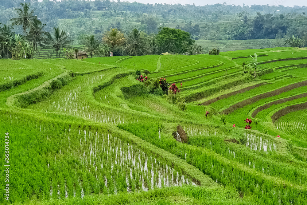 Panorama view on rice terraces Jatiluwih