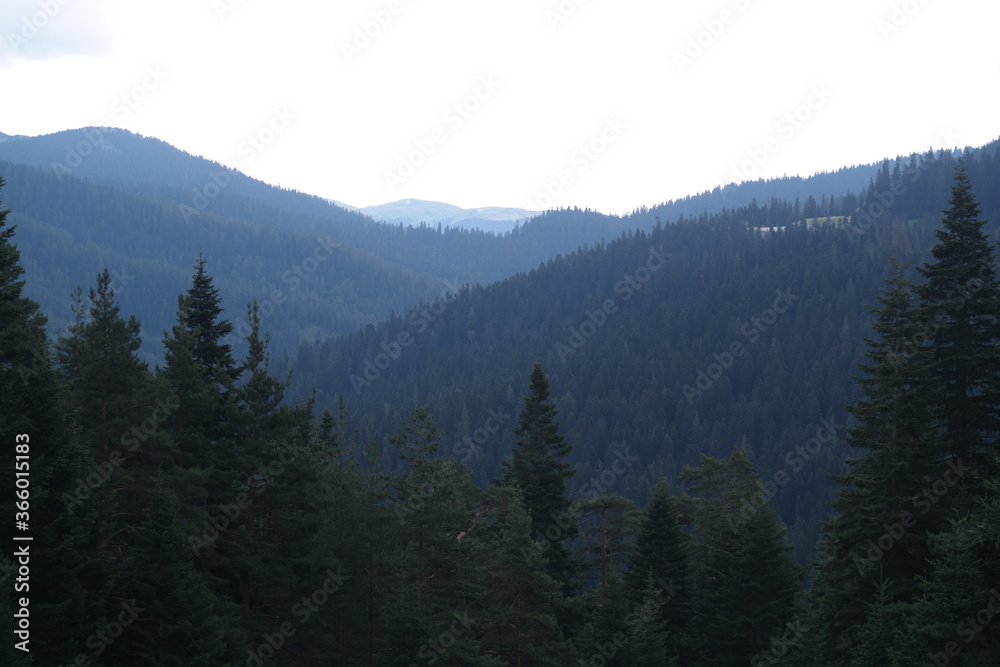 Pine Forest and  Mountains