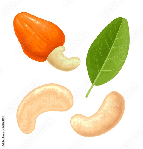 Cashew nut with fetus. Vector color realistic icon. Isolated on white