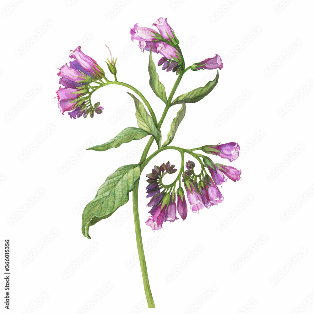 Closeup of a branch of the blue comfrey flowers (known as Symphytum caucasicum, beinwell, Caucasian comfrey). Watercolor hand drawn painting illustration isolated on white background.
 - obrazy, fototapety, plakaty 