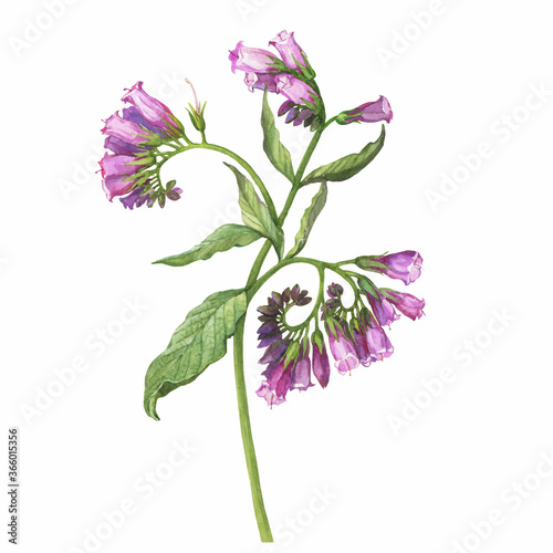 Closeup of a branch of the blue comfrey flowers (known as Symphytum caucasicum, beinwell, Caucasian comfrey). Watercolor hand drawn painting illustration isolated on white background.

