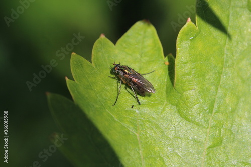  Langbeinefliege - Poecilobothrus nobilitatus photo