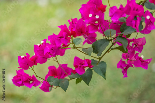 Bougainvillea in Costa Rica photo