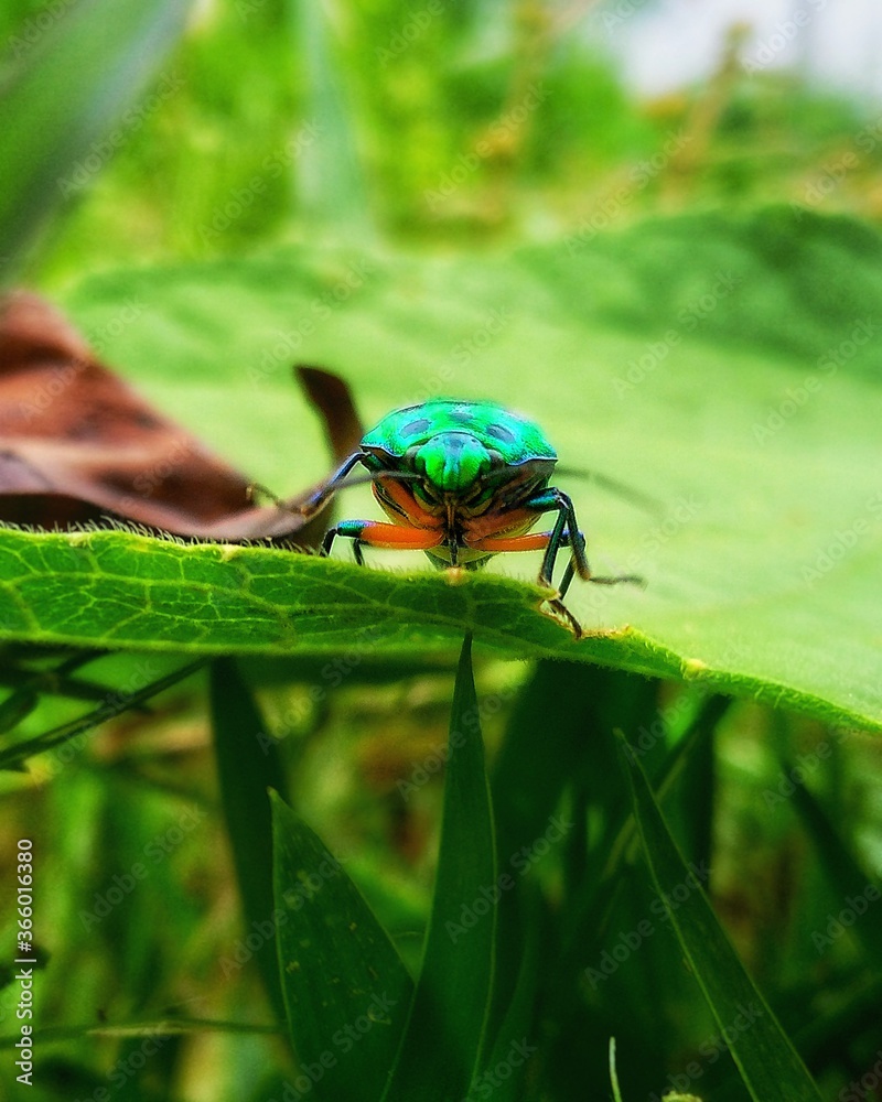 bug on a leaf , insect, fly, macro, nature, bug, beetle, leaf, green, animal, close-up, garden, wings, plant, closeup, pest, summer, wing, insects, black, detail, eye, red, wildlife, small, flower bug on a leaf , insect, fly, macro, nature, bug, beetle, leaf, green, animal, close-up, garden, wings, plant, closeup, pest, summer, wing, insects, black, detail, eye, red, wildlife, small, flower