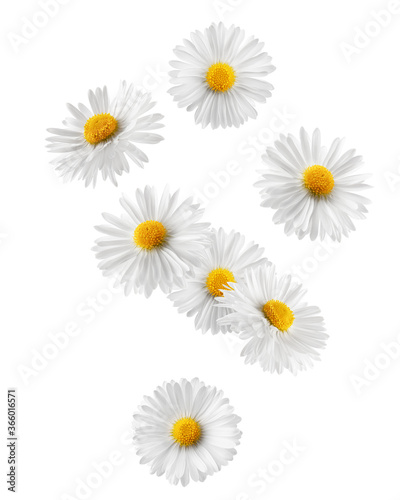 Falling chamomile isolated on white background, clipping path, full depth of field © grey