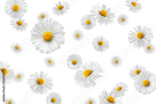 Falling chamomile isolated on white background, selective focus © grey