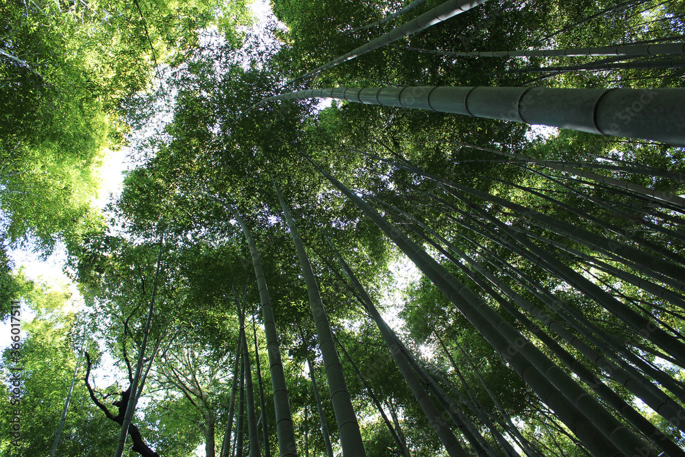 Fototapeta premium Arashiyama Bamboo Grove, Kyoto, Japan