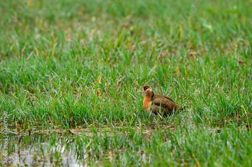 Bronze winged jacana or Metopidius indicus at wetland of keoladeo national park or bharatpur bird sanctuary rajasthan india © Sourabh